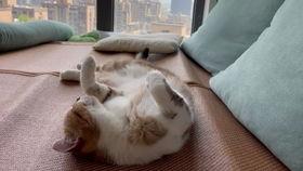 无翼鸟之厕所无码,探索无翼鸟之厕所的无码奥秘