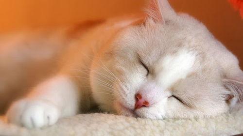 母猫 日本 下载