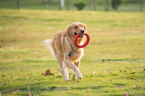 有网友爆料宠物吗视频