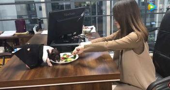 小野办公室视频最新,职场日常与团队风采