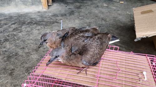 斑鸠套视频在线观看,揭秘鸟类生活，感受自然之美